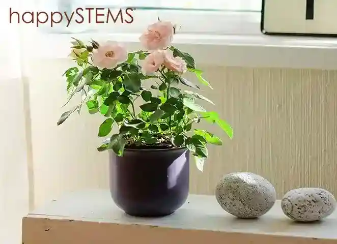 HappySystems